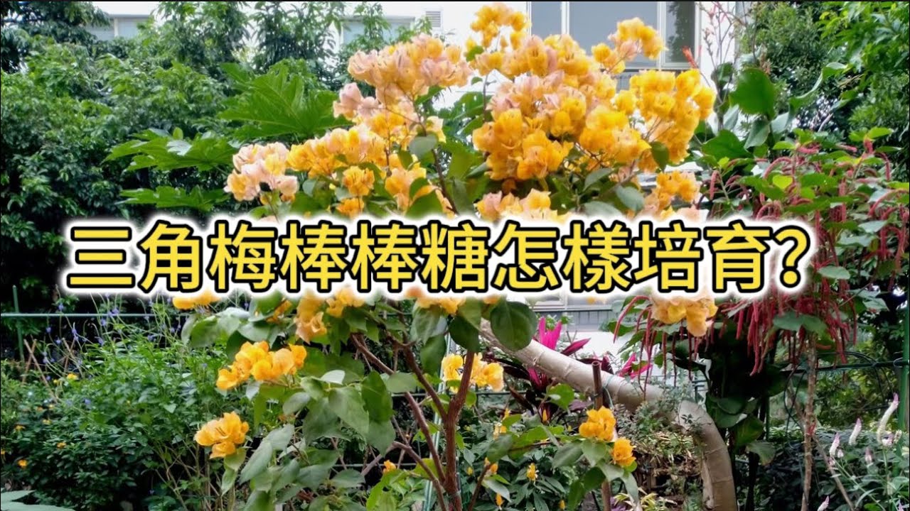 三角梅棒棒糖怎樣培育？四分鐘看完你也能輕松製作#花园 #花園