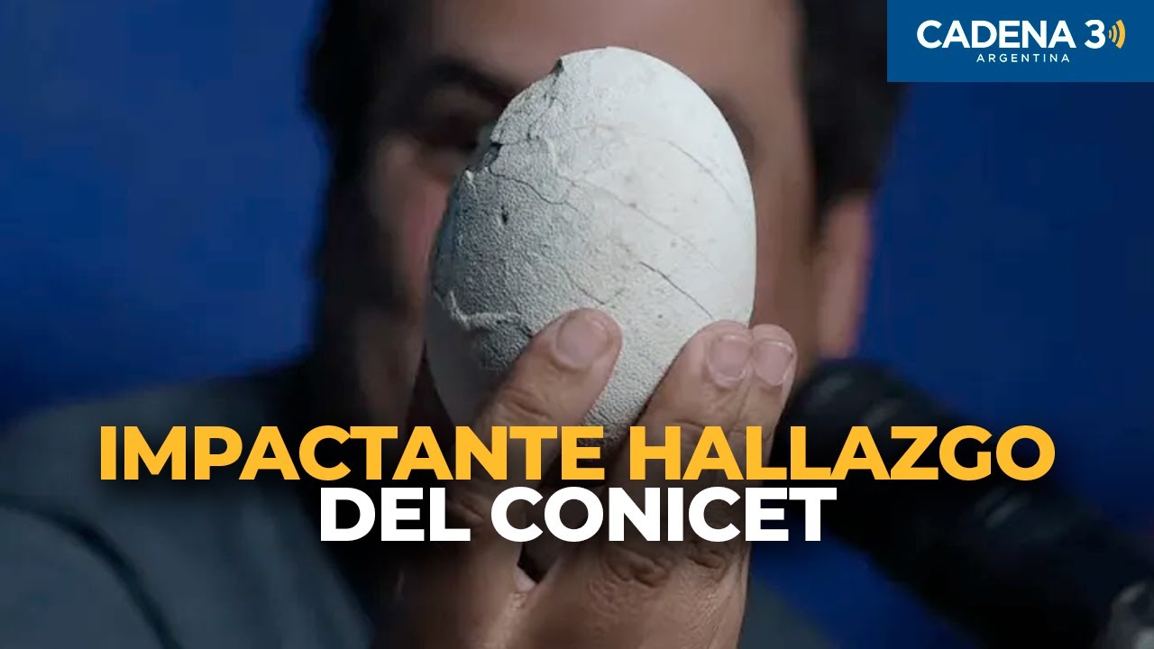 🦖 HALLAZGO HIST&Oacute;RICO: cient&iacute;ficos del CONICET descubren un HUEVO de DINOSAURIO CARN&Iacute;VORO