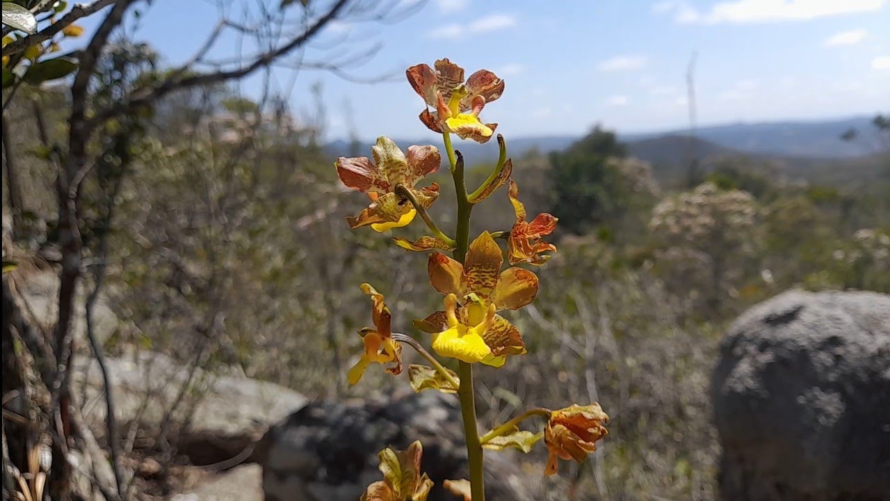 🔴 O MUNDO PERDIDO DAS ORQUÍDEAS!