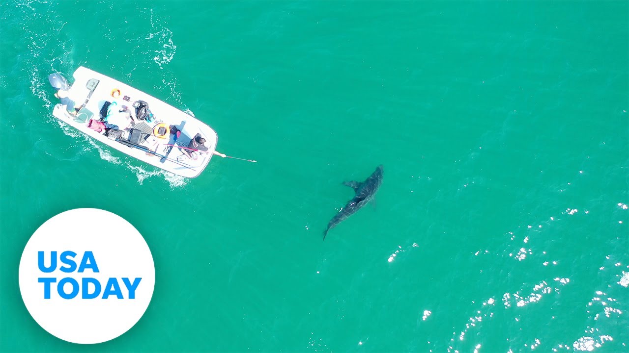 The Shark Lab is discovering that we're swimming with sharks every day | USA TODAY