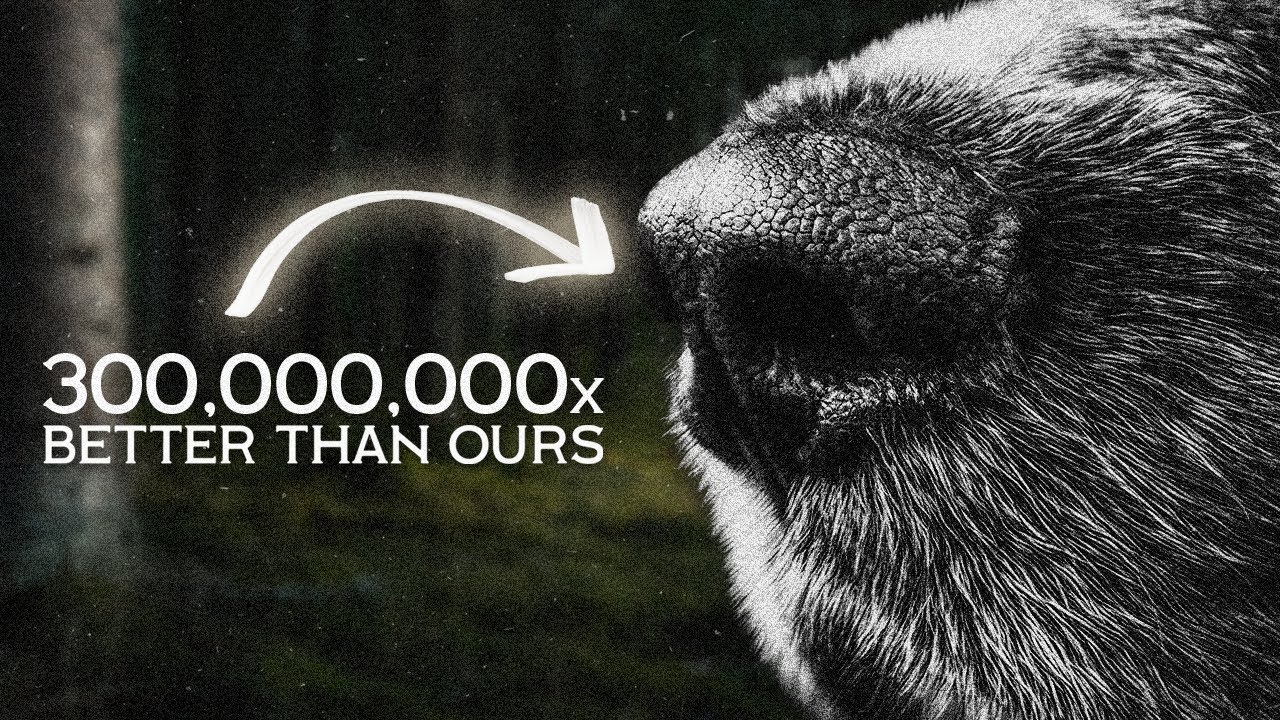 What Your Dogs Nose Can Really Smell