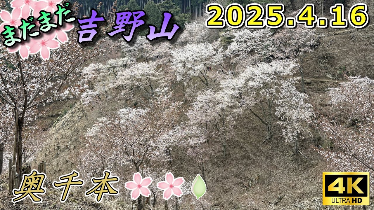 【凛とした美しさ！吉野山・奥千本】中千本の見頃から1週間、吉野桜のフィナーレ（2025.4.16撮影）
