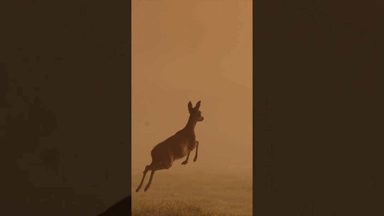Nebeltr&auml;ume #240fps #slowmotion #nebel #reh