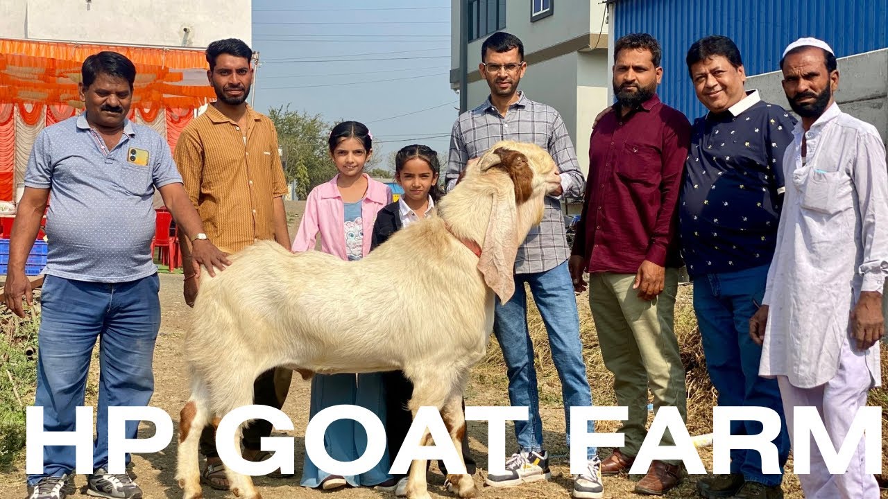 HP Goat Farm Indore Harun Patel Ji Hedrabadi Goat Breeding Set up 