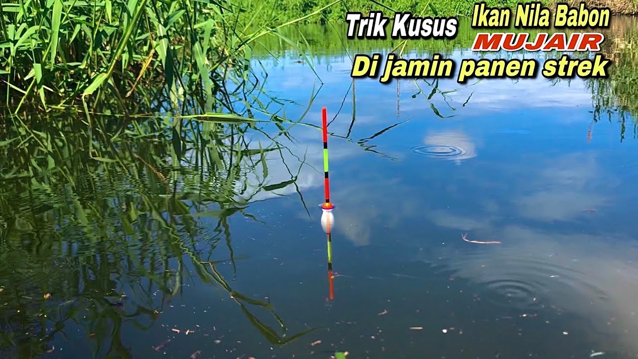 Mancing Liar Di Rawa Dapat Banyak Ikan Nila Babon Besar Umpan Turun Langsung Sambar