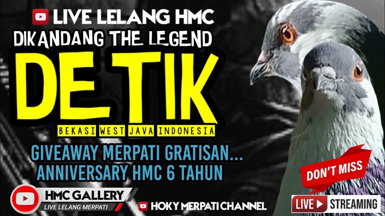 LIVE LELANG HMC//HOKY MERPATI CHANNEL//MERPATI KOLONG//MERPATI MEJA//MERPATI//LELANG HMC