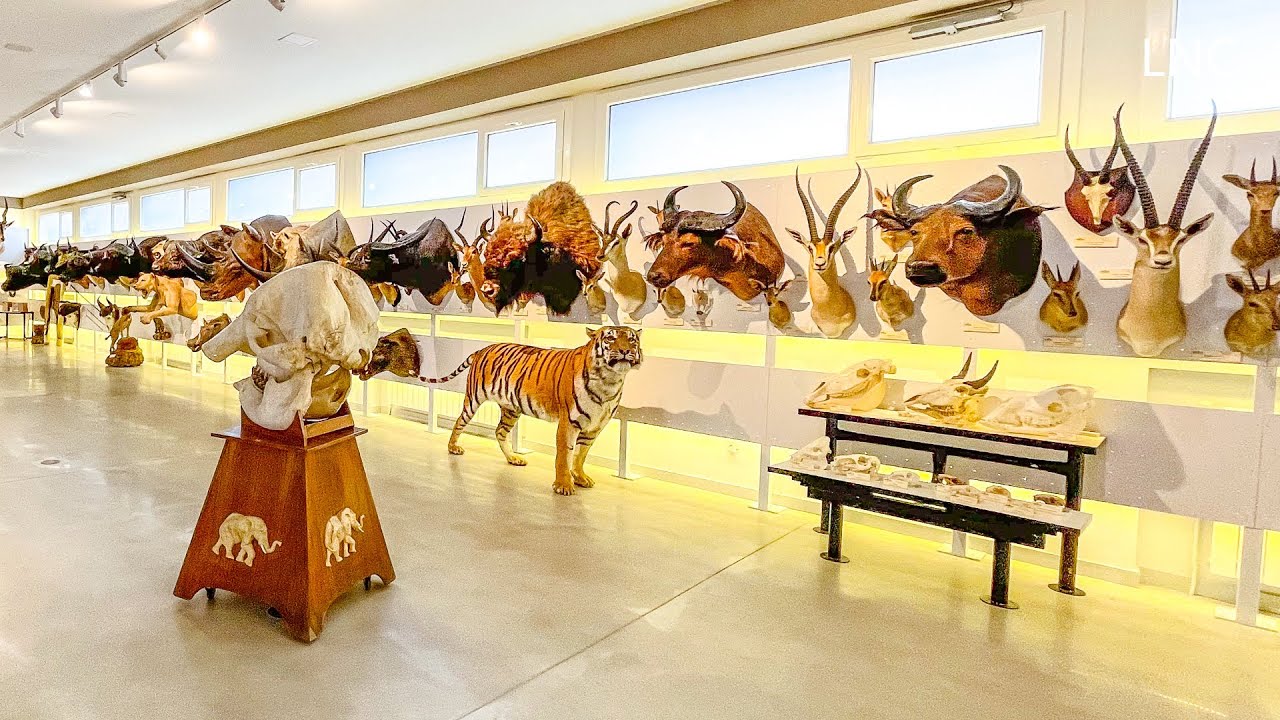 La mayor colección de aves naturalizadas de España
