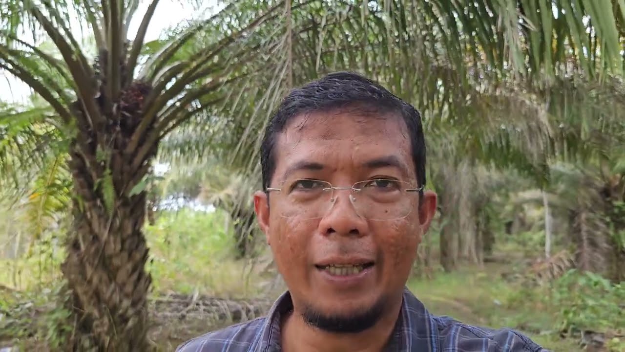 Perawatan Kelapa Sawit  Terlantar (juli 2023) Sianturi35