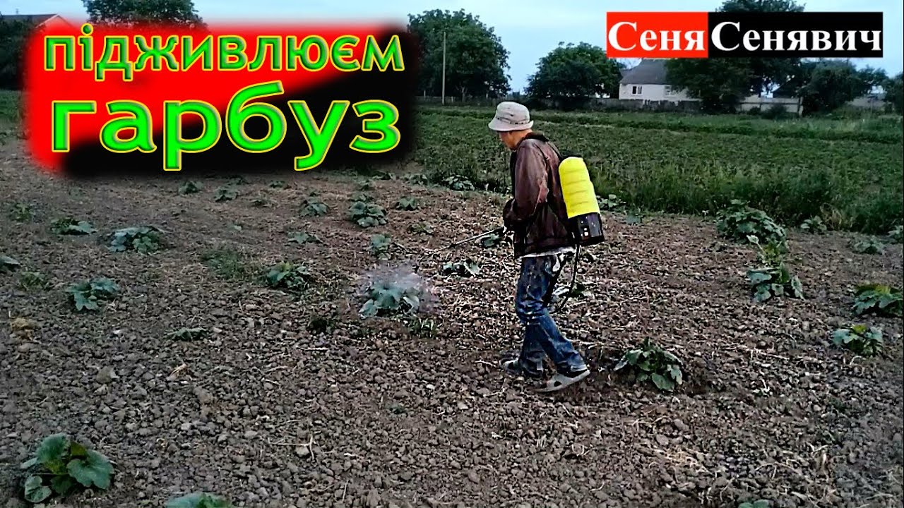 ЯК виростити ФАЙНИЙ ГАРБУЗ!!! внеси добрива по листу... швидко та економно
