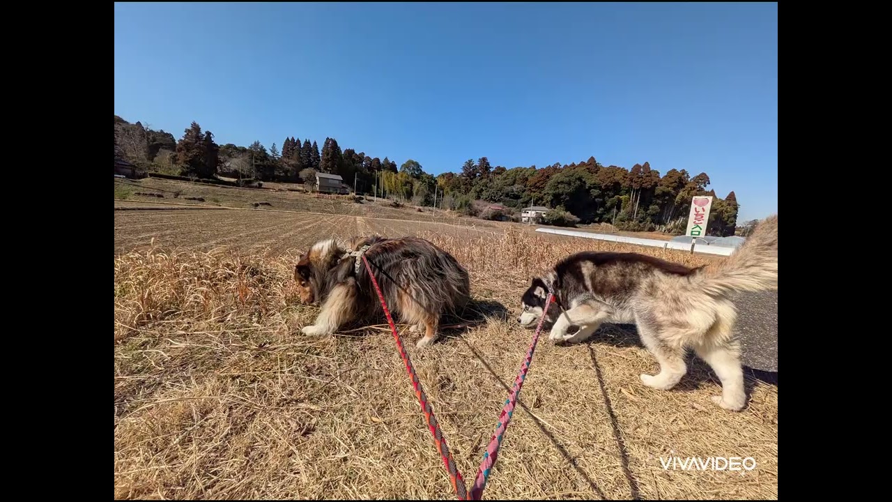 セルチくんとリリーちゃんまったりな朝