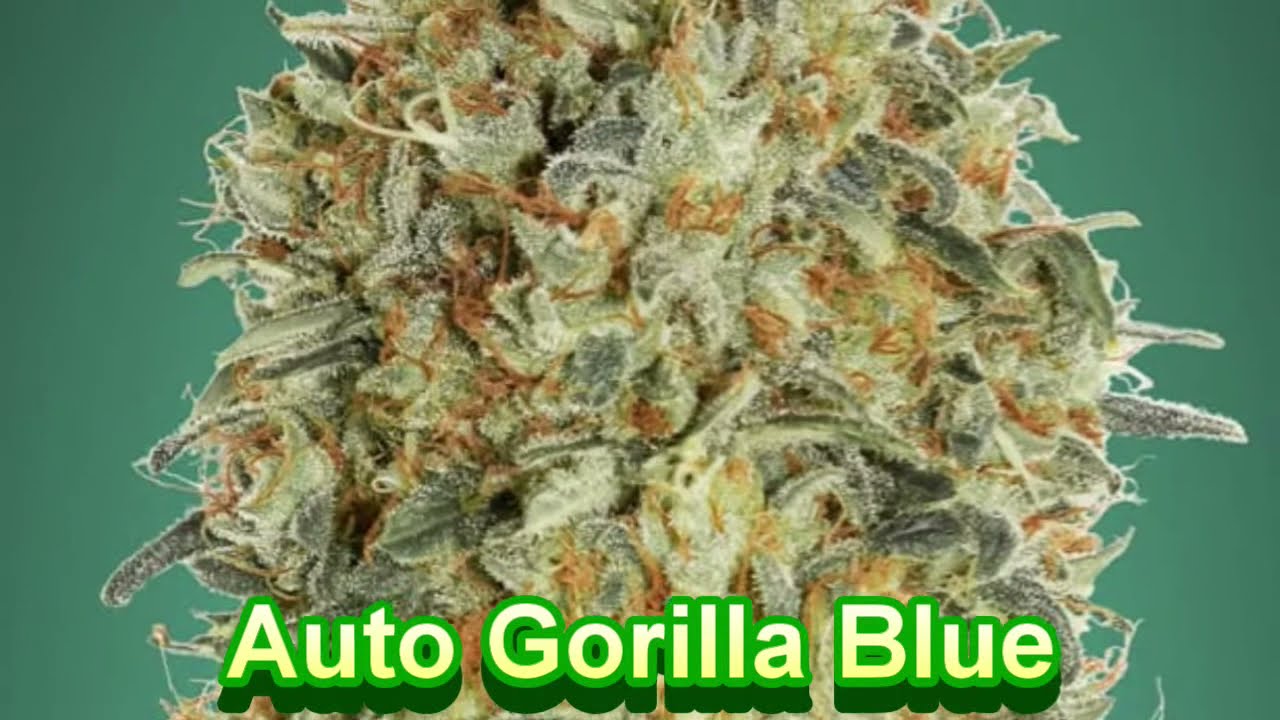 Advanced Seeds Auto Flower - Cannabis Strain Series #4 - STRAIN TV