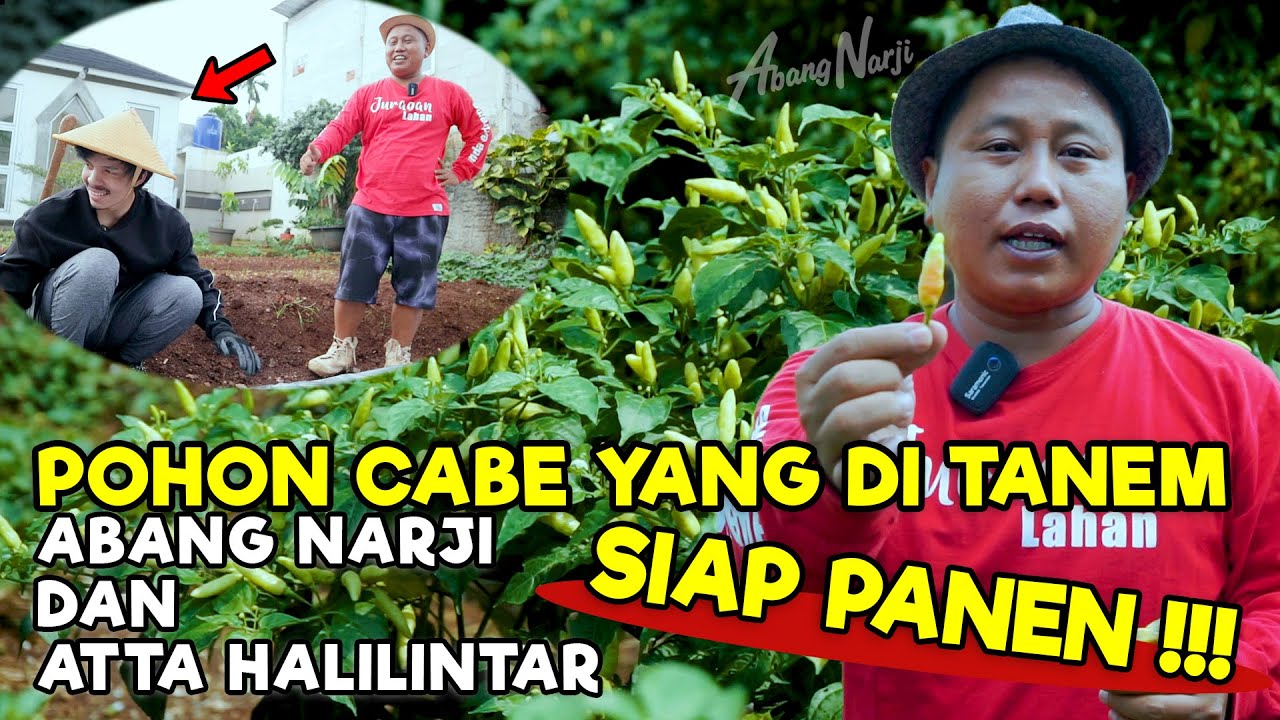 ASHIAP !!! POHON CABE YANG DI TANEM SAMA ABANG NARJI DAN ATTA HALILINTAR SIAP PANEN