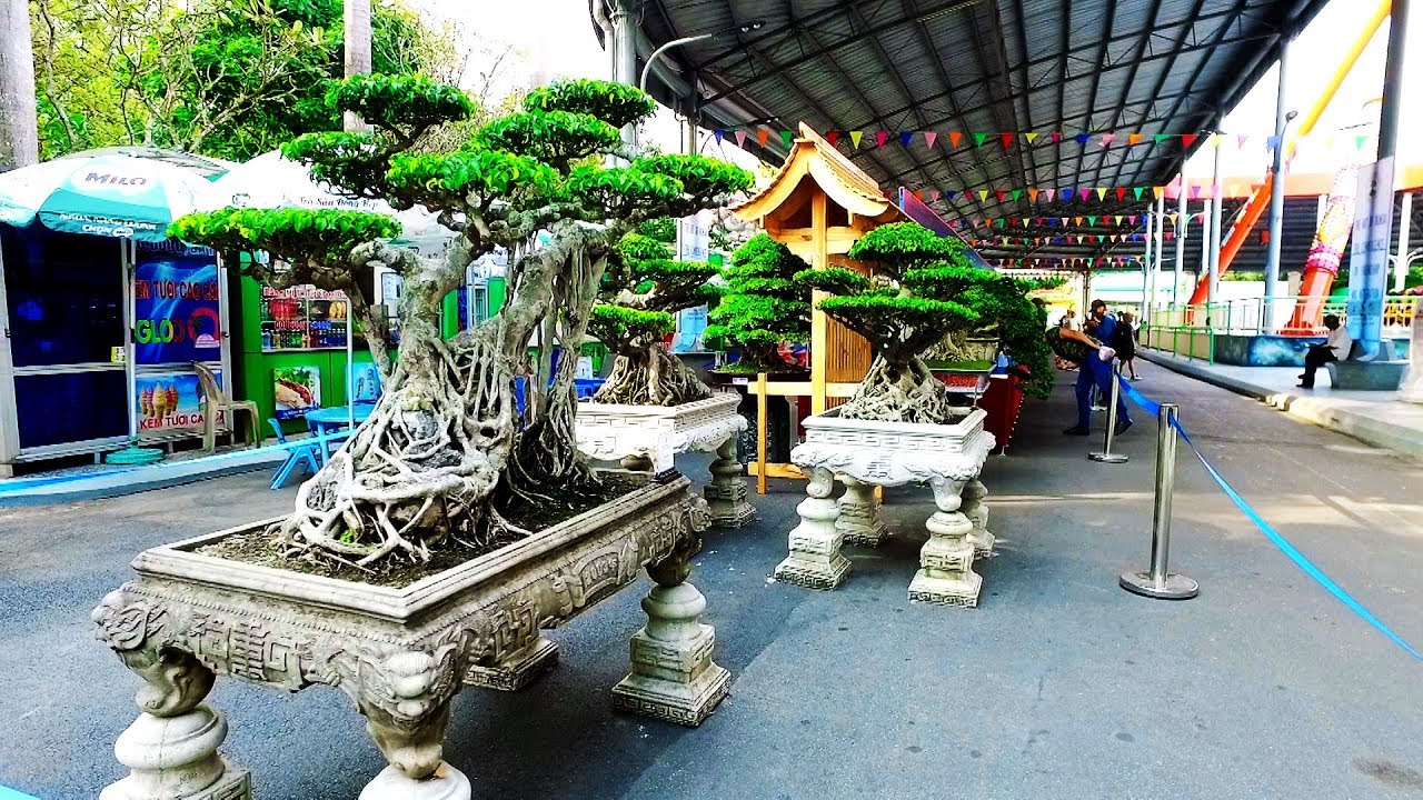 Bonsai Exhibition Vietnam -15th ASPAC - (Asia Pacific Bonsai And Suiseki Bonsai Exhibition) Parte 3