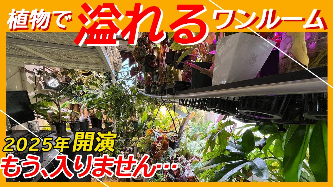 【観葉植物／植物ルームツアー】６畳ワンルームが植物でパンパンに溢れかえる部屋を紹介。「変態植物倶楽部シニア」とかないでしょうか…🥸
