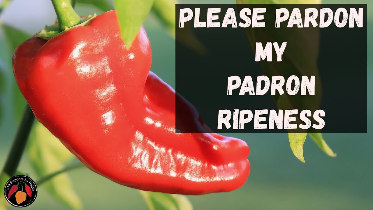 Padron Pepper Review and Tasting of One Sweet and Tasty Pepper.