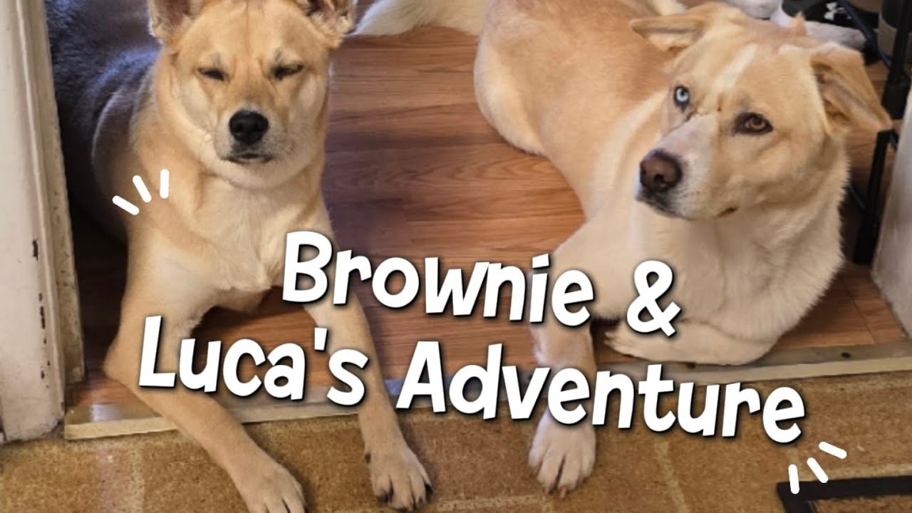 Brownie and Lucas adventure to the Post Office. #Dog #Puppy #Adventure #fyp