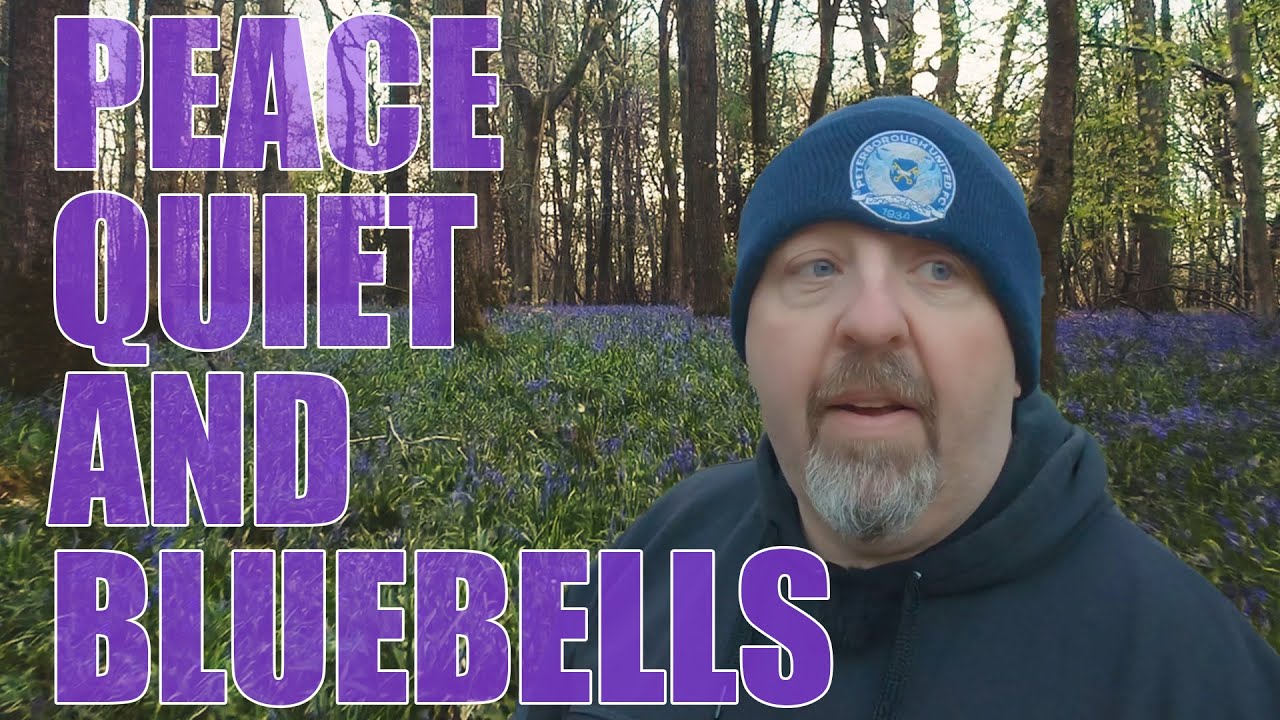 Peace, Quiet and Bluebells at the Ashridge Estate - Woodland Photography