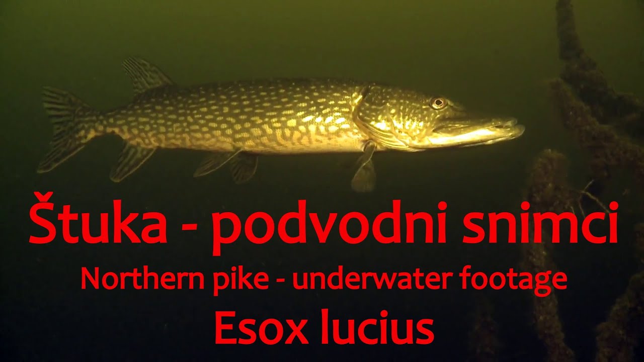 Štuka - podvodni snimci