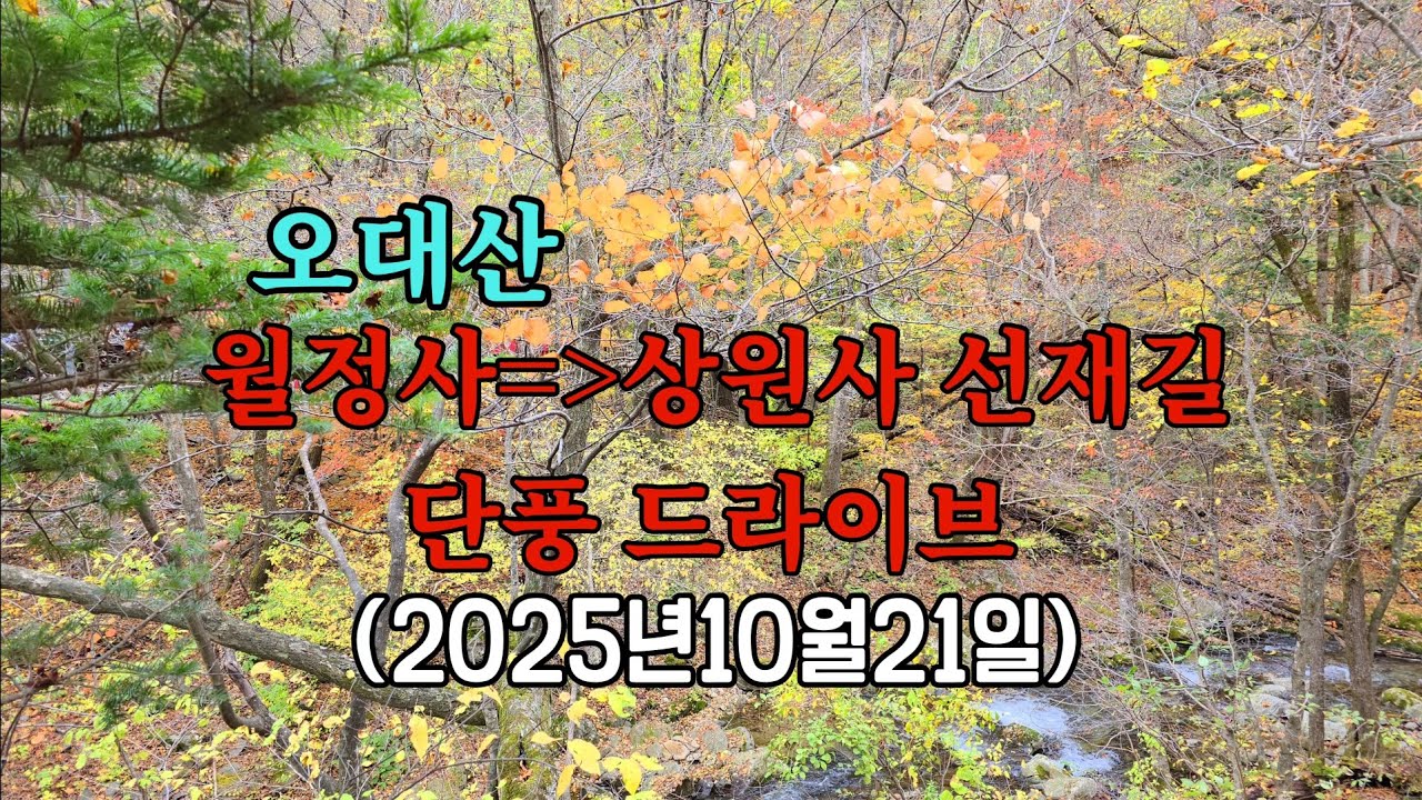 오대산, 월정사 ㆍ 상원사  선재길  단풍드라이브/2025년10월21일/ 약10km구간