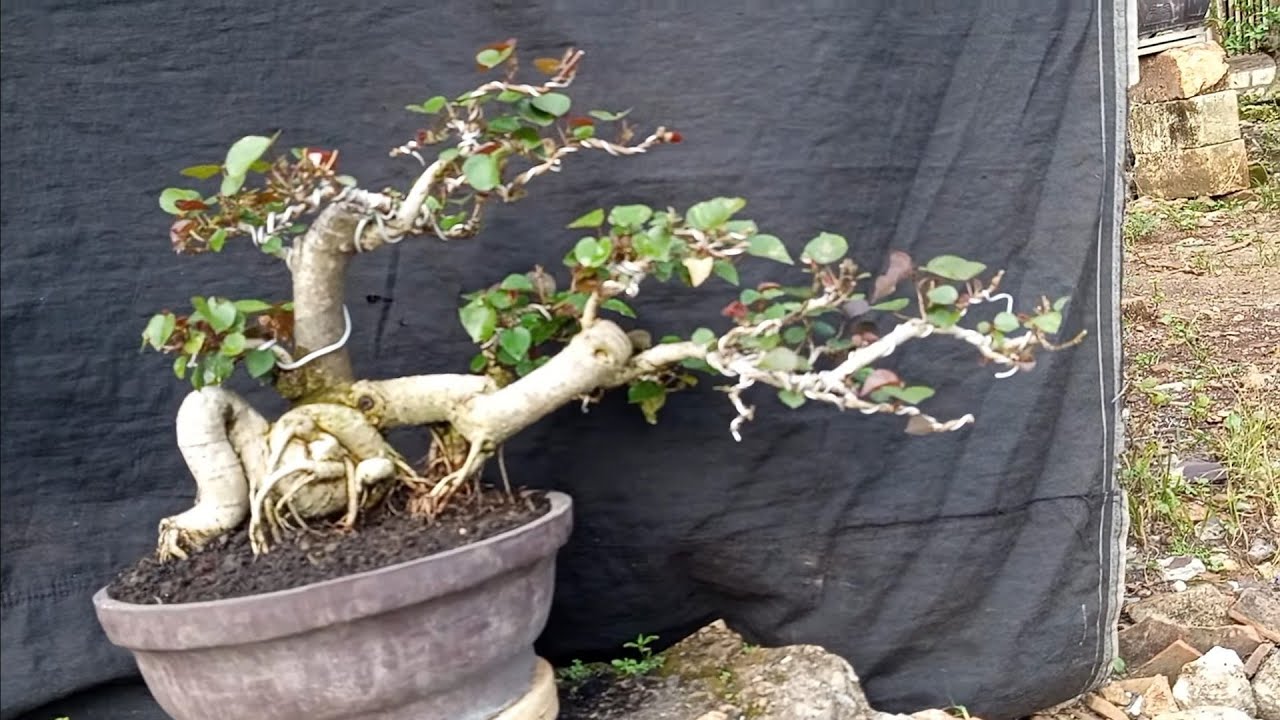 cek hrg bonsai waru farigata hrg mumer,,0852 3238 7806