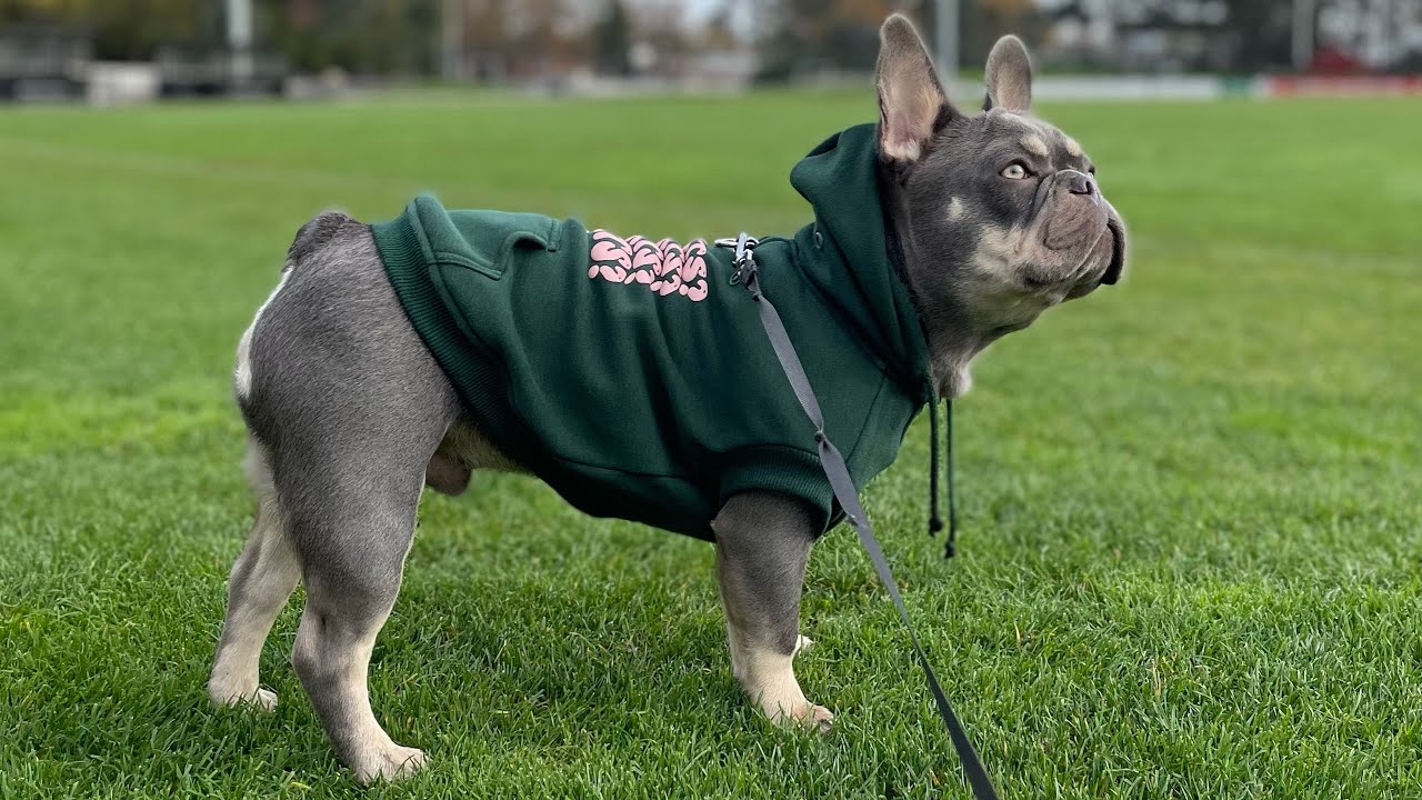10-Month-Old Lilac and Tan French Bulldog Embarks on His Daily Morning Stroll