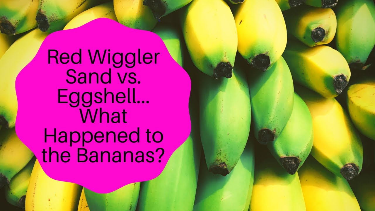 Red Wiggler Sand vs. Eggshell SHOCKER: Where Did The Banana's Go?