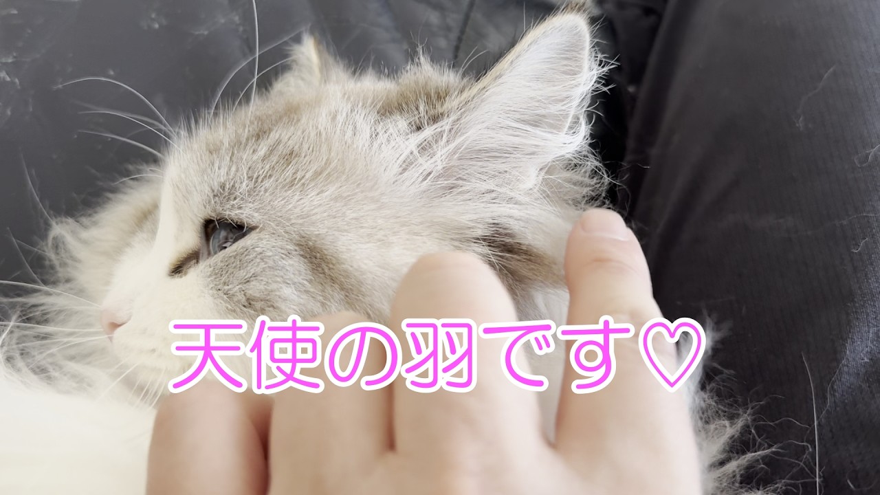 うちの猫たちの耳は白くて素敵な天使の羽のようです！
