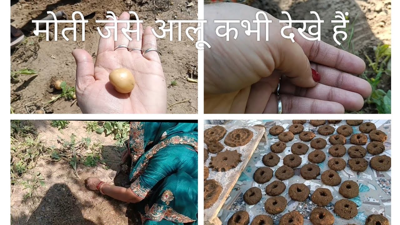मोती जैसे आलू कभी देखे हैं  ye kya bna diya aaj 😳#viralvideo #youtube #viral #vlog 