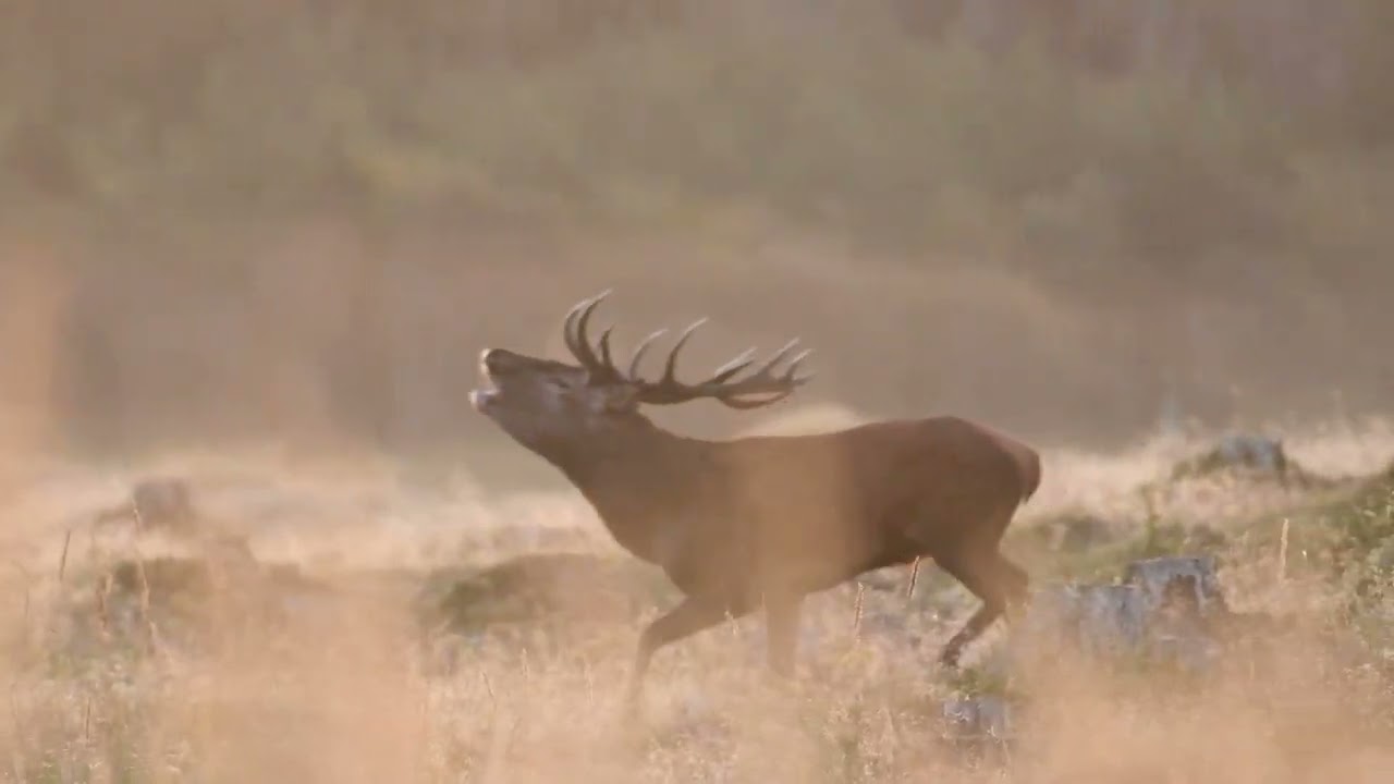 Kronvildt I brunst tiden 2025. F Red deer in the rut 