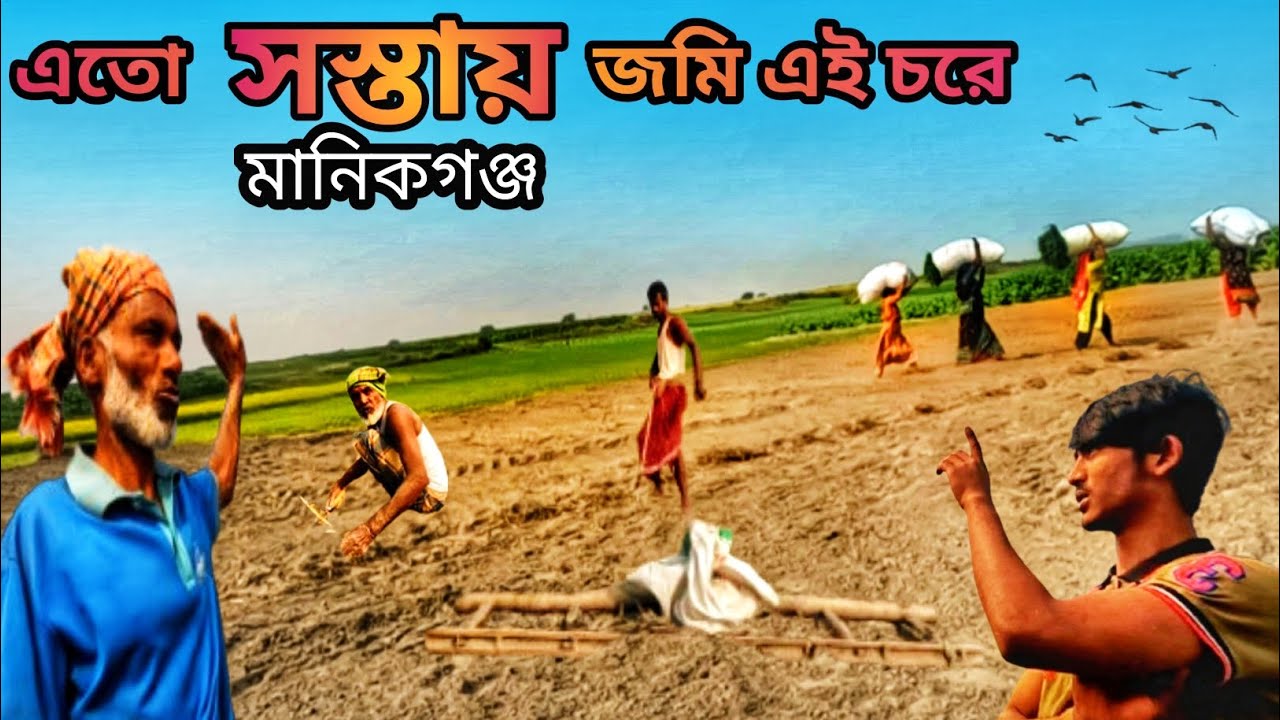 এতো সস্তায় জমি মানিকগঞ্জের চরে |উর্বর মাটি হওয়ায় যে কোনো বাগান বসতি বাড়ি ও গরুর খামার করার উপযোগী ||