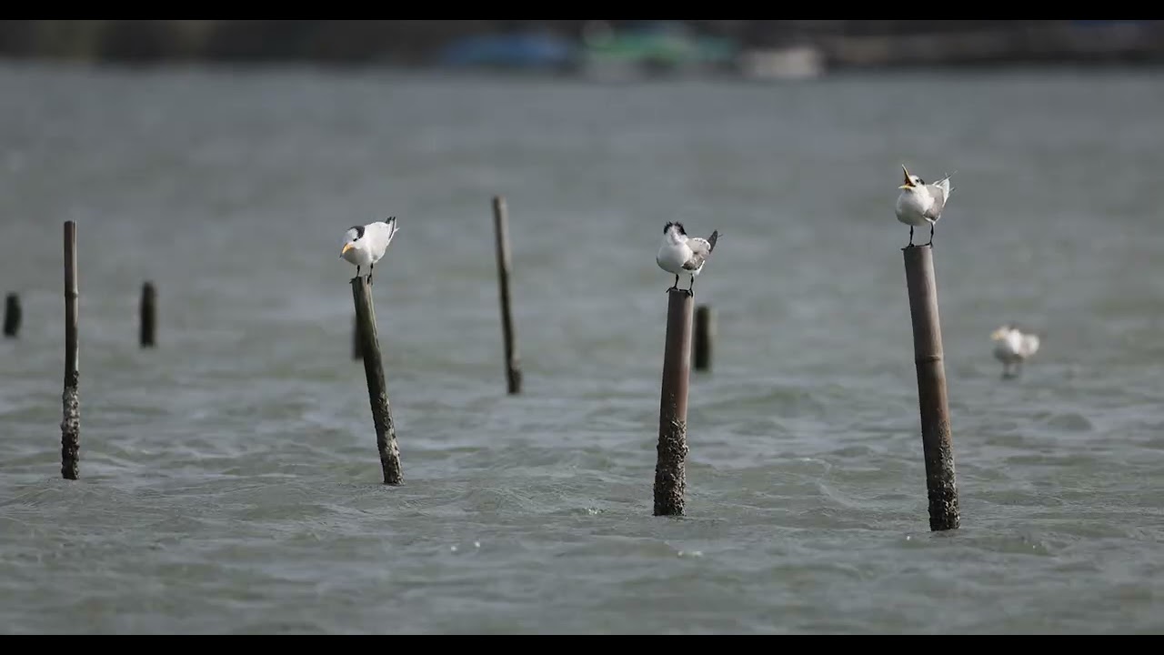 20260127急水溪口黑嘴端鳳頭燕鷗A 0009C302H260127 145228EJ CANON