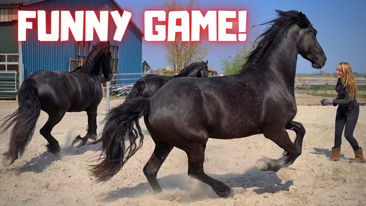 Funny horse game!! We don't think it's that funny! LOL | Friesian Horses