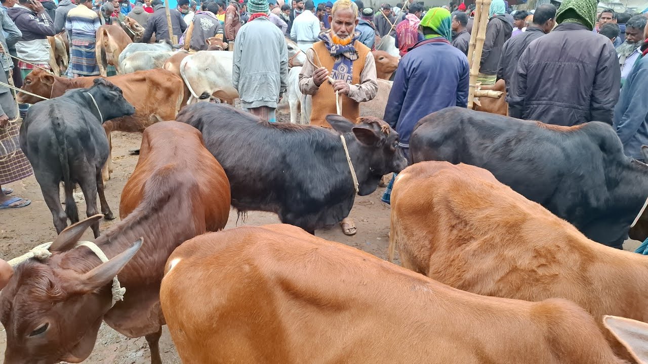 আজ ৫ মার্চ ২৬ | প্রচুর চাহিদা সম্পন্ন ৪০ থেকে ৬০ হাজারের ষাঁড় গরুর দাম জানুন | কাহারোল হাট 