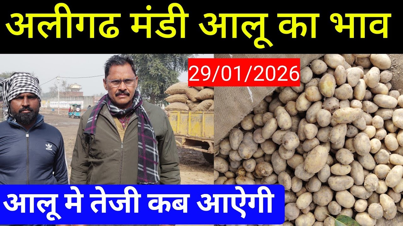 आज का आलू का भाव!! अलीगढ मंडी से भाव!! Krishi campaign! Aalu bhav