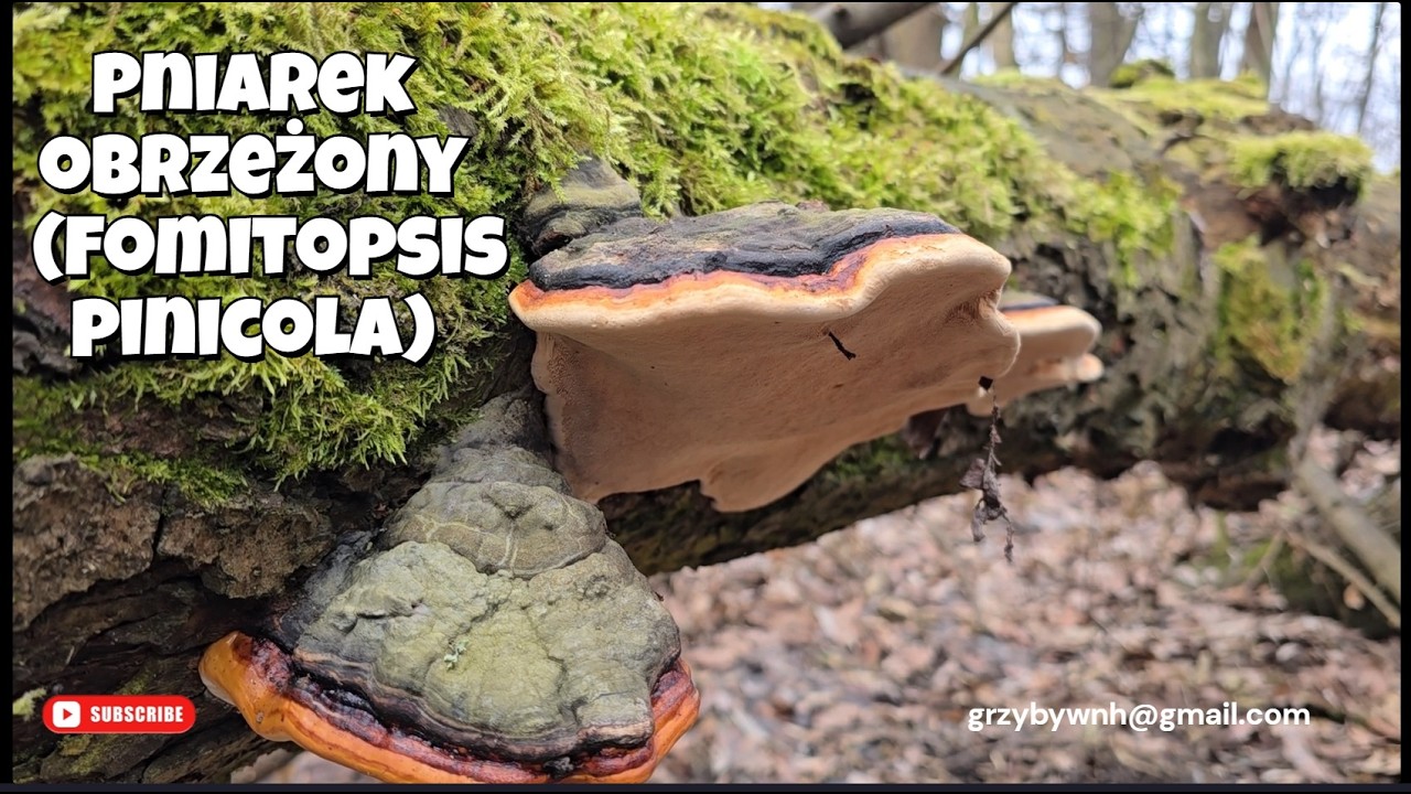 Pniarek obrzeżony  (Fomitopsis pinicola)