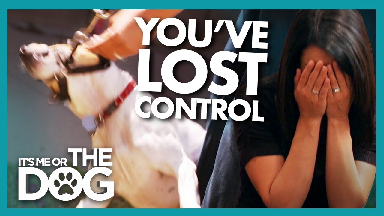 Owners' Stress and Impatience Impact their Dog | It's Me or The Dog