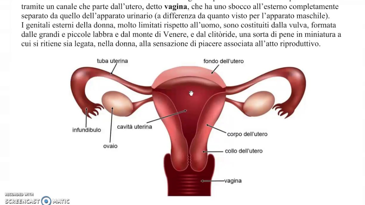 L'apparato riproduttore femminile