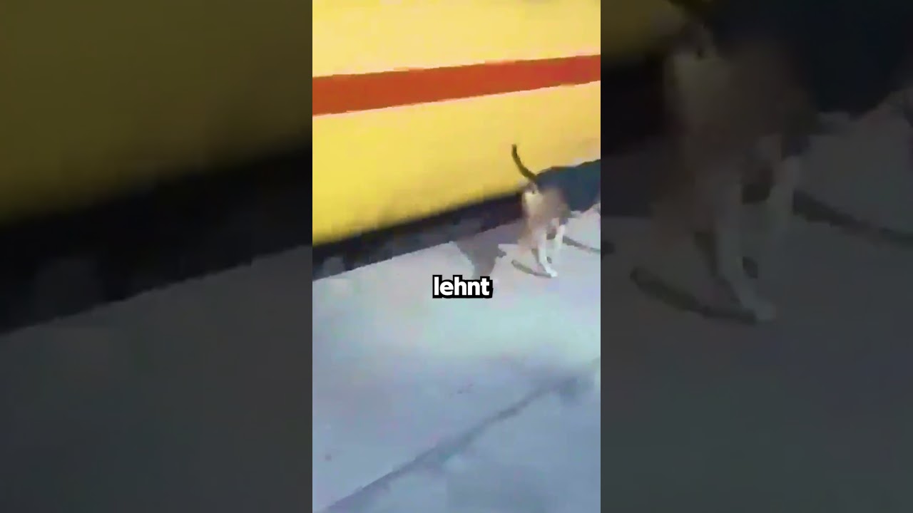 Dieser Mutige Hund Arbeitet Am Bahnhof