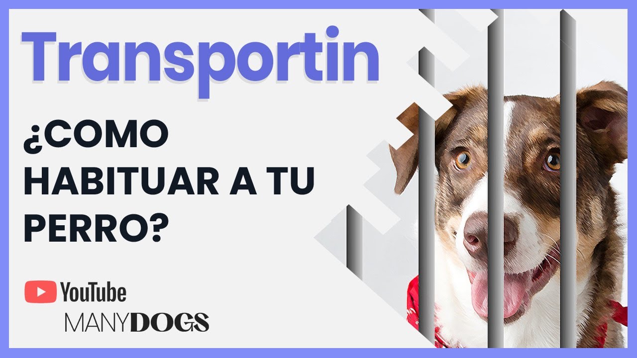 🐕‍🦺  💫 Descubre cómo habituar a tu perro al transportin de forma amable 🙌🏼