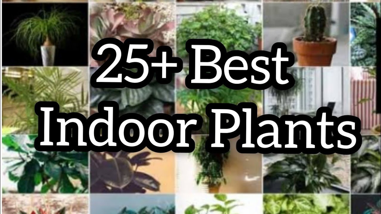 25 Different types of Indoor plants with there names