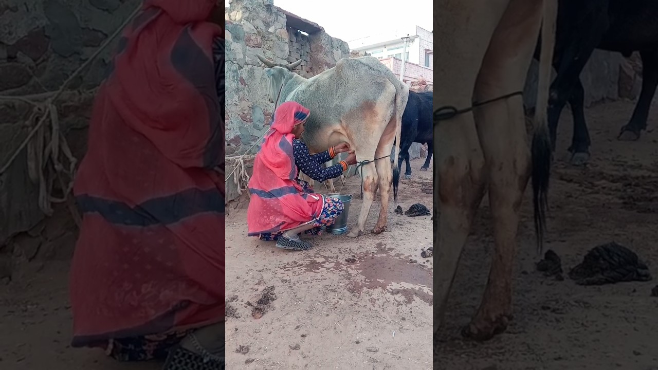 Cow 🐄 Milking Village Life Vlog 😍 