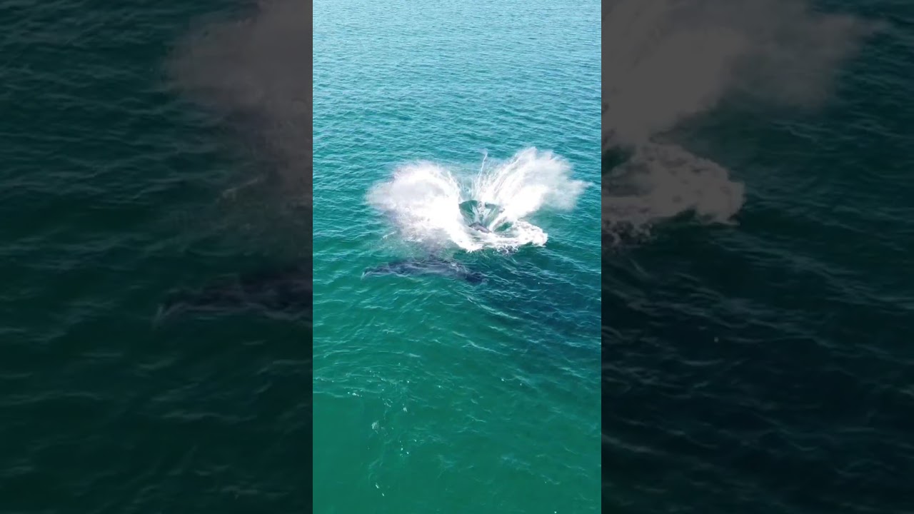 Momentos m&aacute;gicos que nos regalaron &eacute;stas ballenas✨️ #bajasur #ecoturismo #playasdemexico #ballenas
