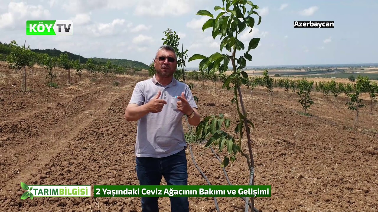 2 Yaşındaki Ceviz Bahçesinin Yaz Bakımı Nasıl Yapılır
