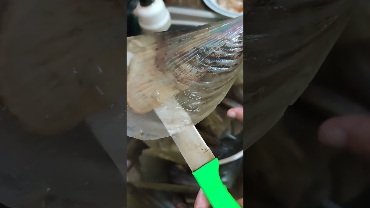 How do you know if Pen Shell is alive #asmr #shorts @mamajinkskitchen