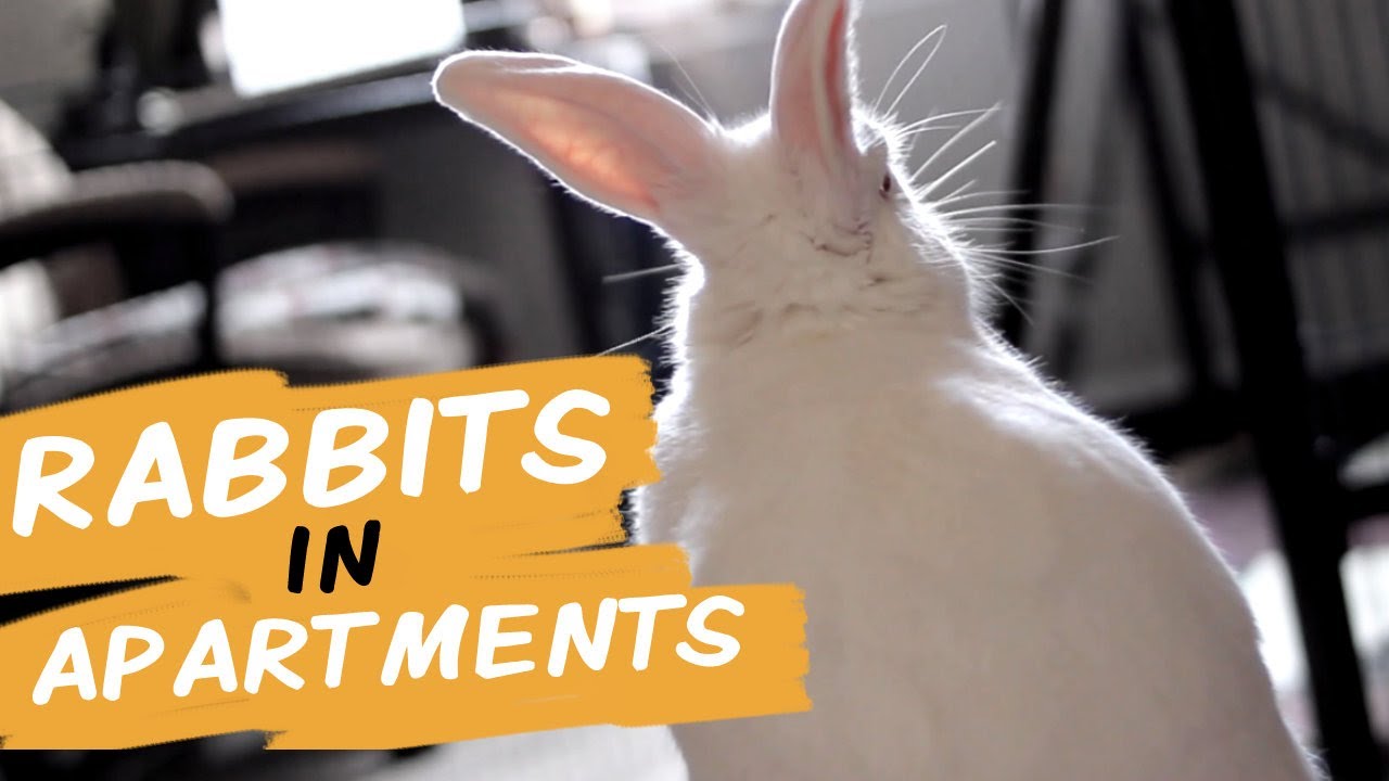 11 Tips for Keeping a Rabbit in a Small Apartment