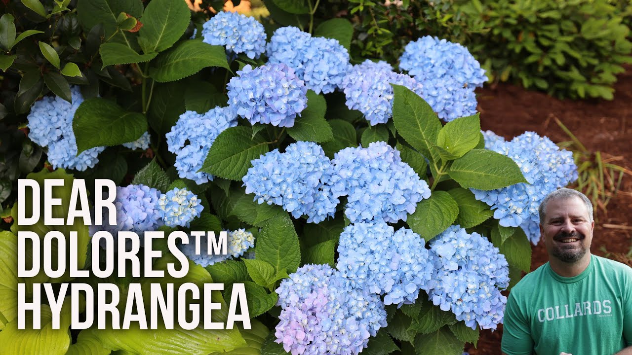 Dear Dolores® Hydrangea - Гортензия крупнолистная 'Dear Dolores®'