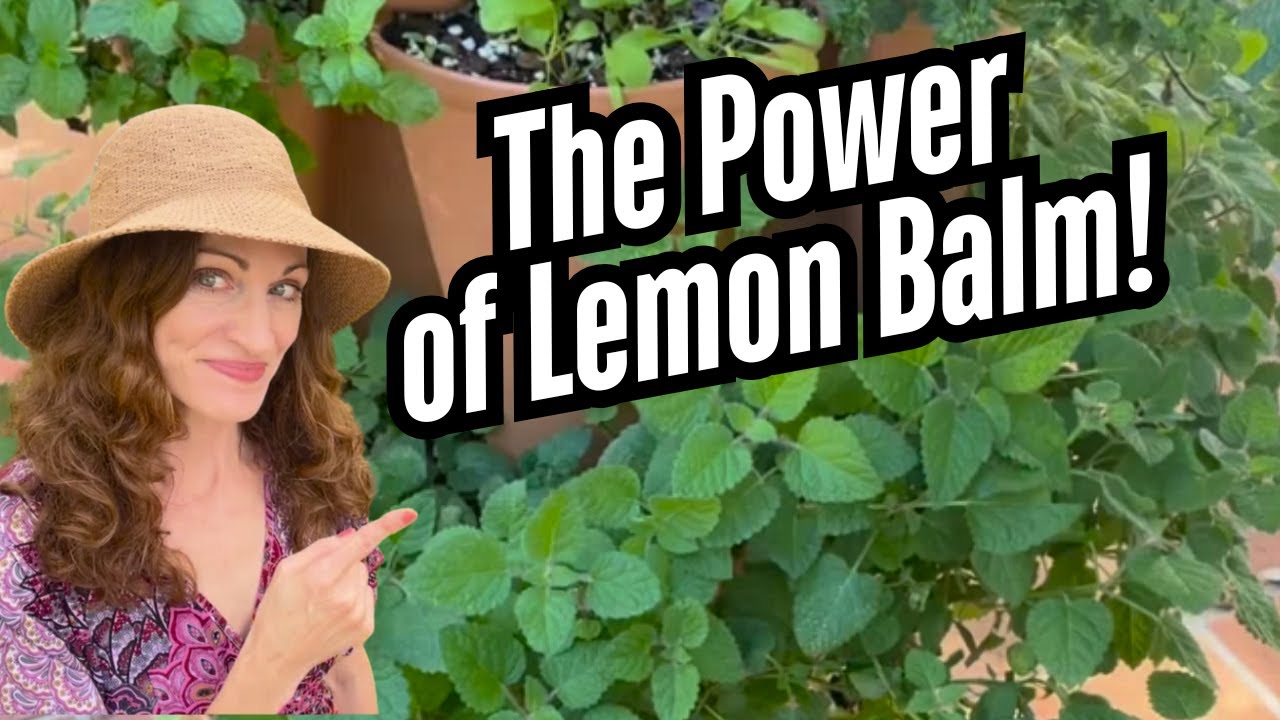 How To Harvest Lemon Balm and Make Tea!
