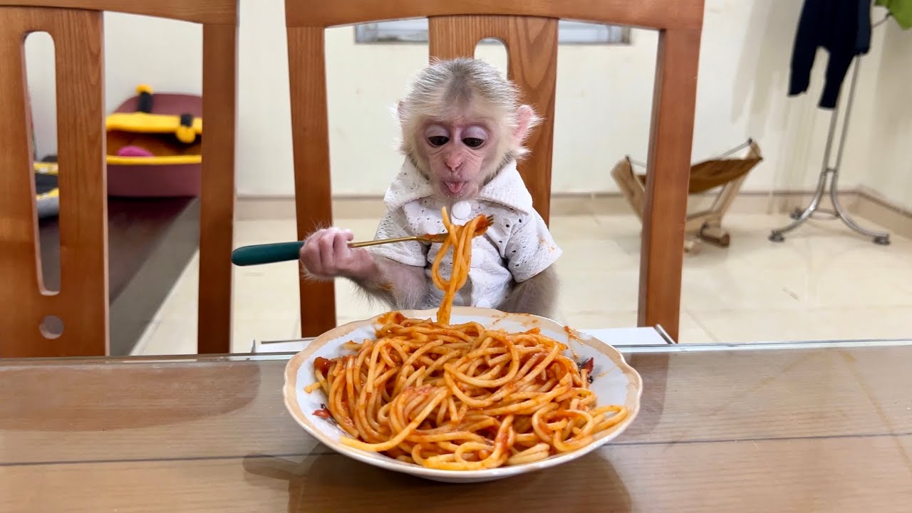 Monkey Abi learns how to cook spaghetti from mom