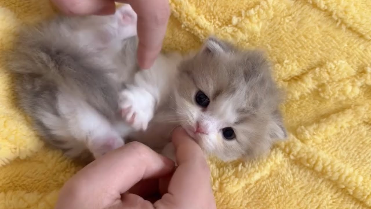心を溶かす子猫たちに夢中になること間違いなし ♥
