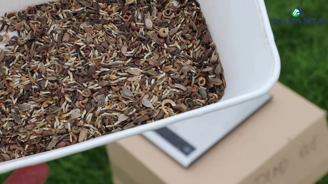 Veldbloemen zaaien: instructie voor inzaai van wilde bloemen